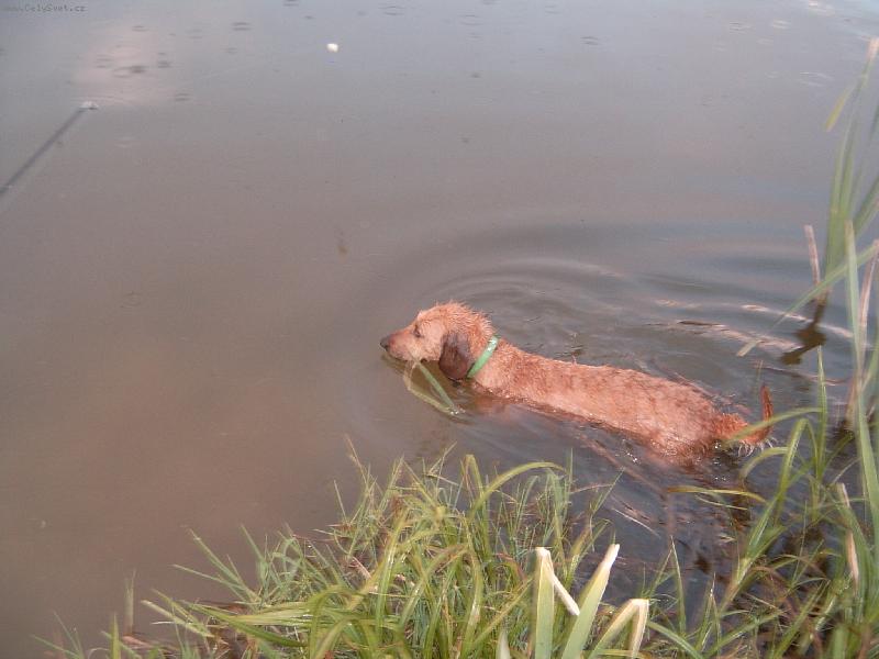 Foto: M�m r�da vodu.-Po�ad se koupe.