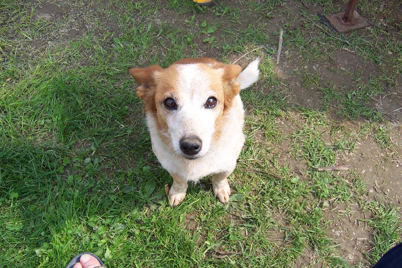 Foto: bez �edin a vr�sek-na�e 12 let� fenka M�a