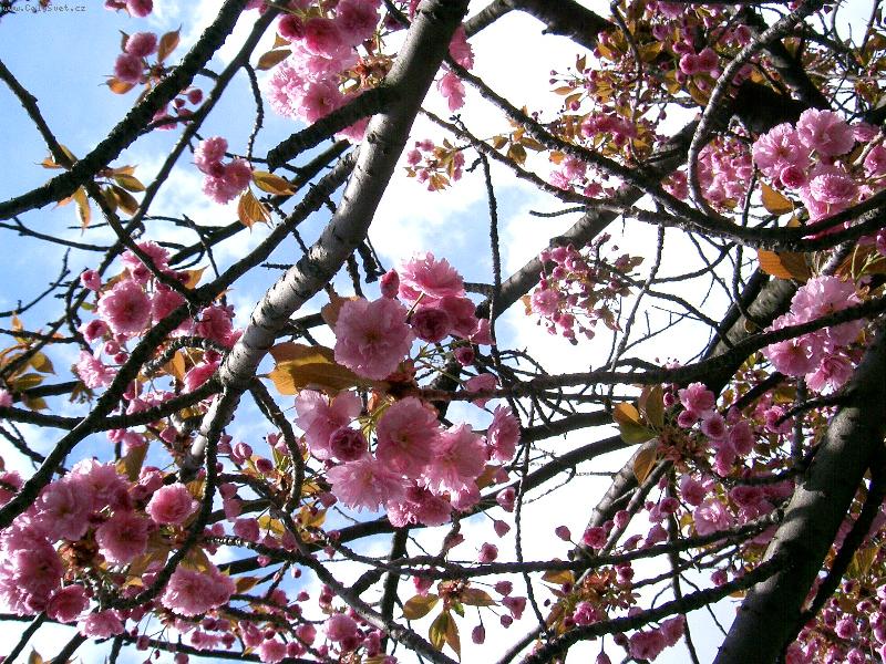 Foto: Jarn� magnolie