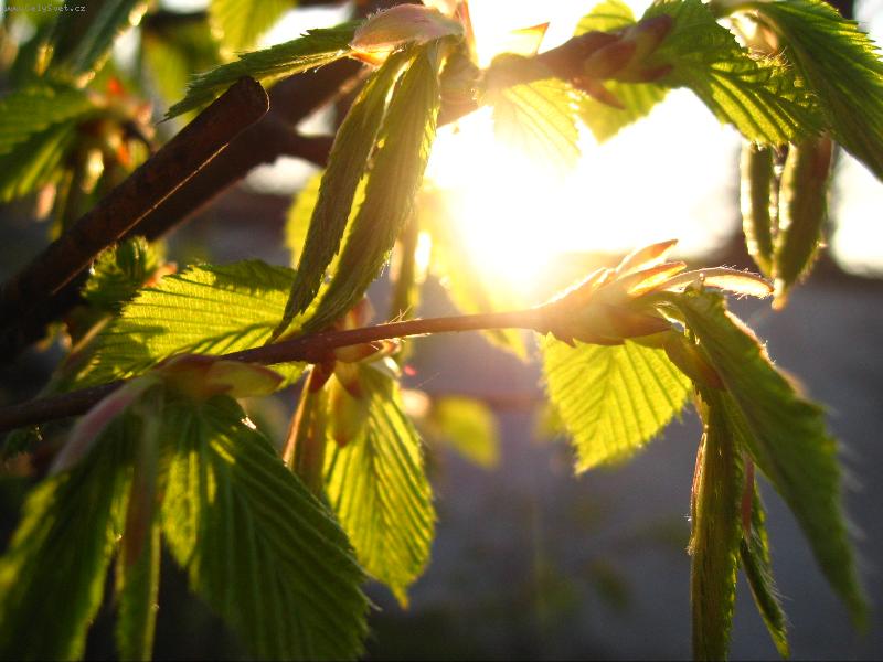 Foto: Slunce v listech