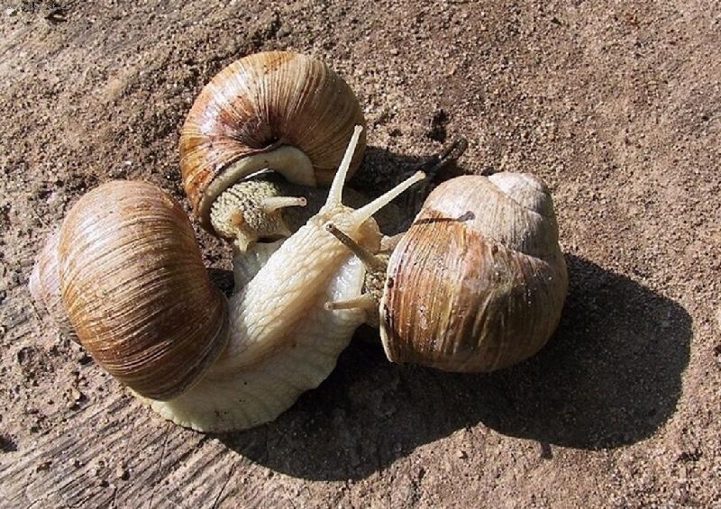 Foto: �ne�� trojka