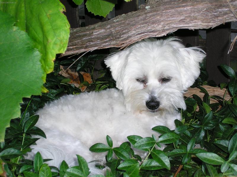 Foto: Ove�ka v tr�v�-N� Badynek