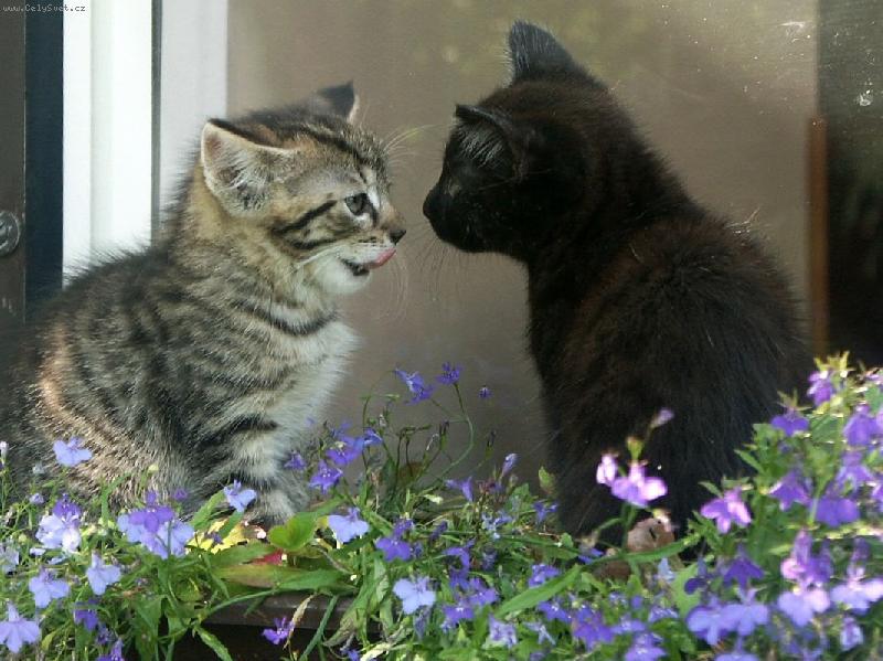 Foto: miluje� m�?