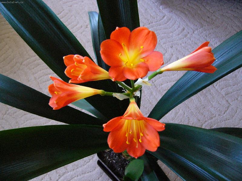 Foto: �emenatka , Kl�vie