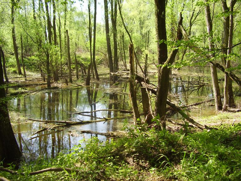 Foto: slep� rameno Odry