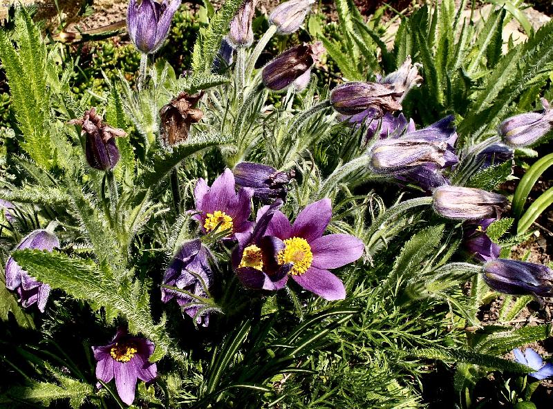 Foto: Na zahr�dce u kamar�dky