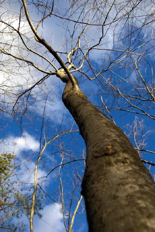 Foto: Pohled do nebe-Toto jsem fotila na Medn�ku - ten strom byl n�dhern�