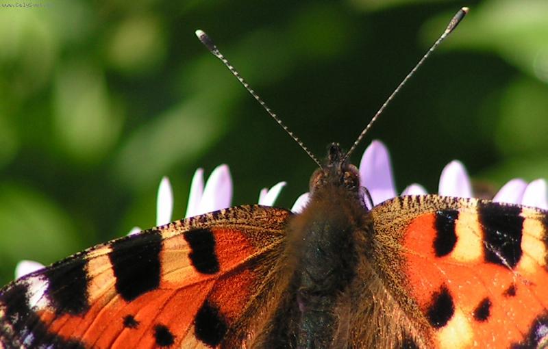 Foto: Mezip�ist�n�-Mezip�ist�n� mot�la :-)