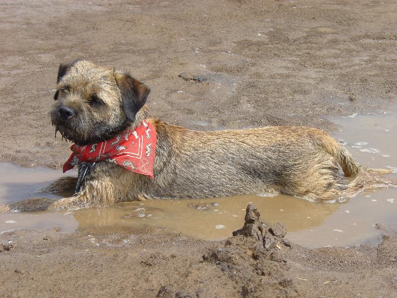 Foto: *Bahenn� l�zn�, ty j� m�m nejrad�i!*-Borderteri�r s �erven�m ��te�kem le��c� v bahnit� kalu�i
