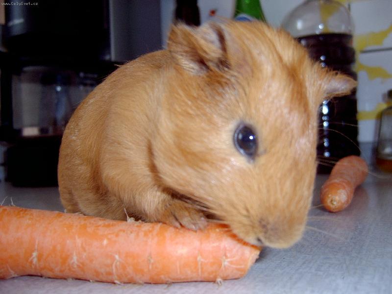 Foto: Mor�e-J� r�d mrkvi�ku.