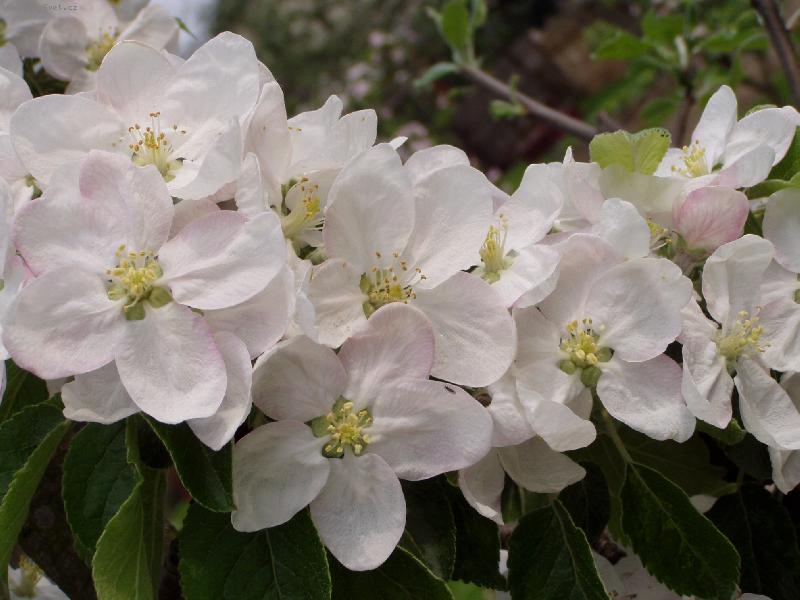 Foto: Jablo� z jara