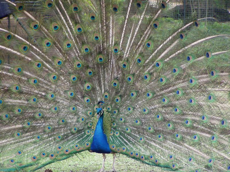 Foto: N�mluvy p�va