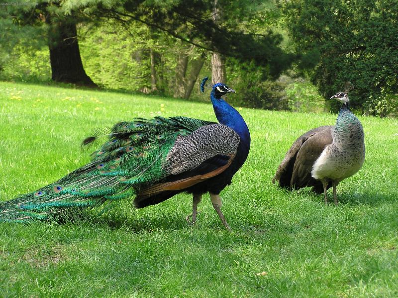 Foto: P��roda je mocn� �arod�jka-Pav� nat��s�n� - namlouv�n�