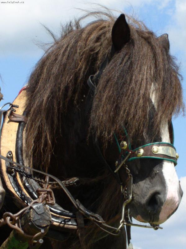 Foto: portr�t "chla�ase"