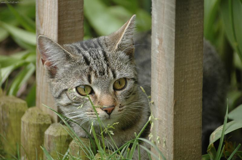 Foto: Polina na ��han�