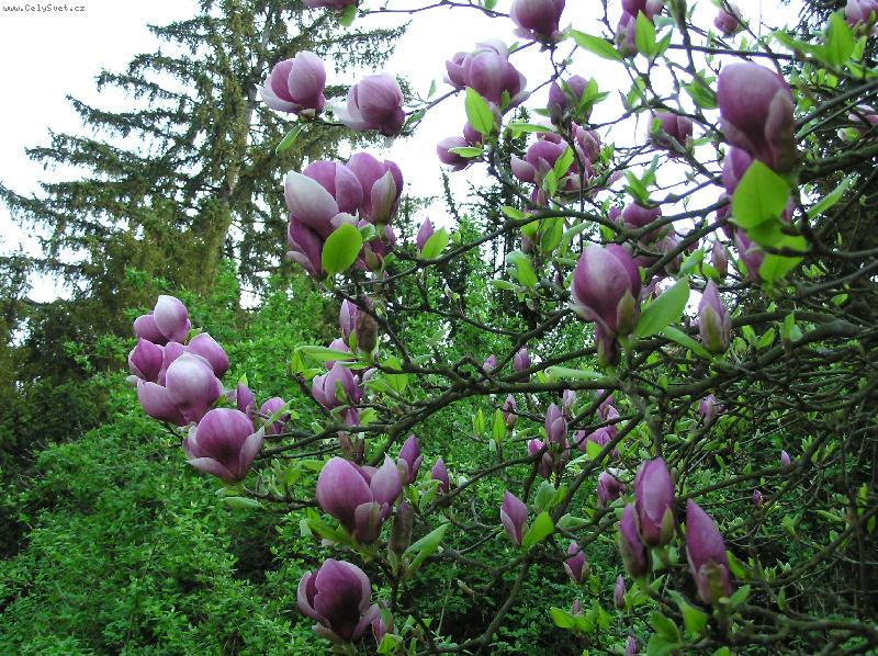 Foto: Magn�lie-bohat� kvetouc� s n�dhern�mi kv�ty