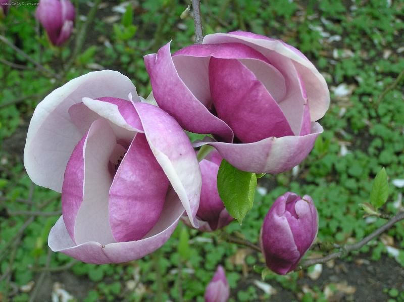 Foto: Magn�lie-makro - nahl�dn�te....