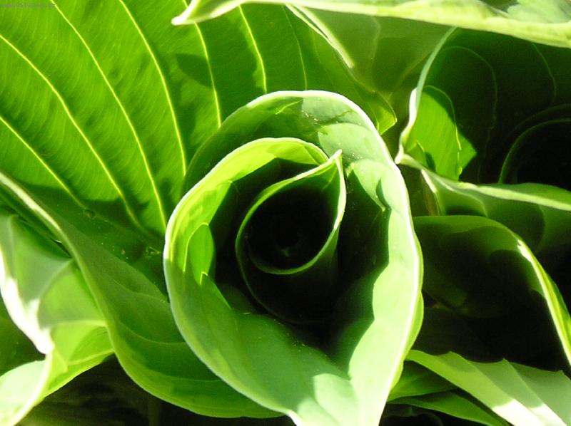 Foto: Hosta