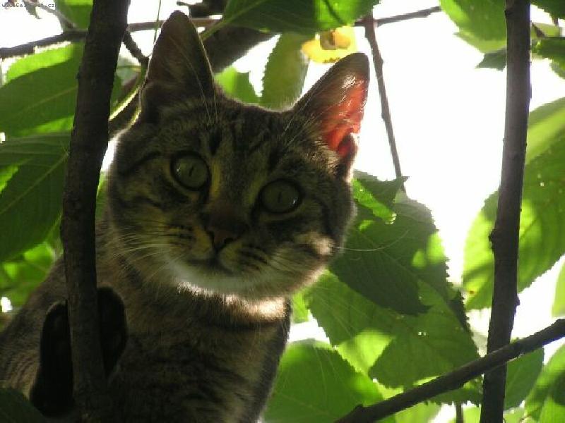 Foto: Tady m� nechyti�!-N� kocour na strom�