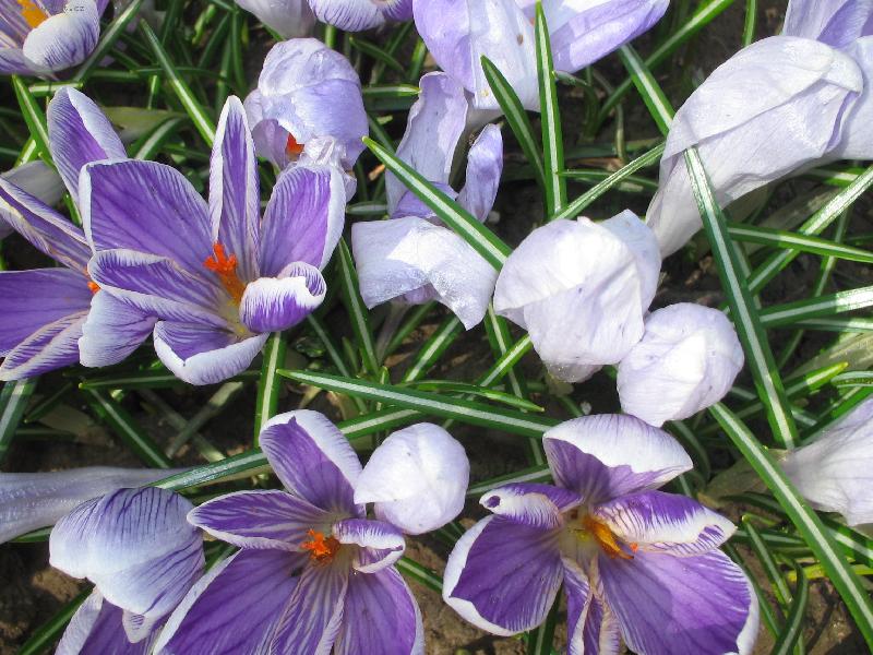 Foto: krokusy