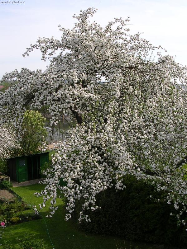 Foto: Jako nev�sta (jablo�)