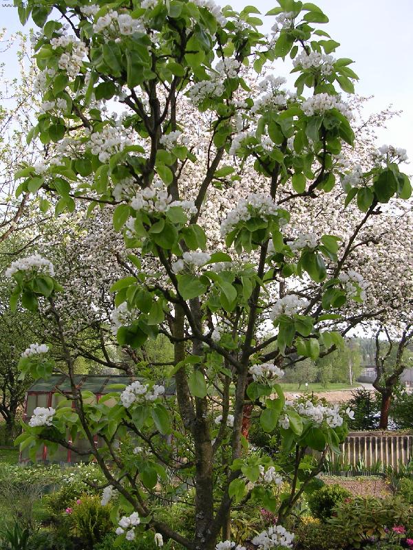 Foto: Rozkvetl� zahrada