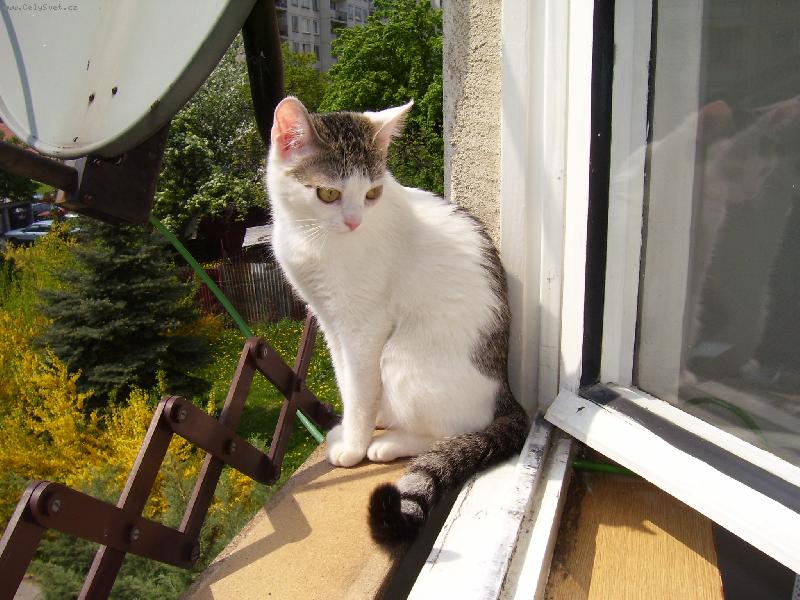 Foto: chci ven-Betyna v okn�