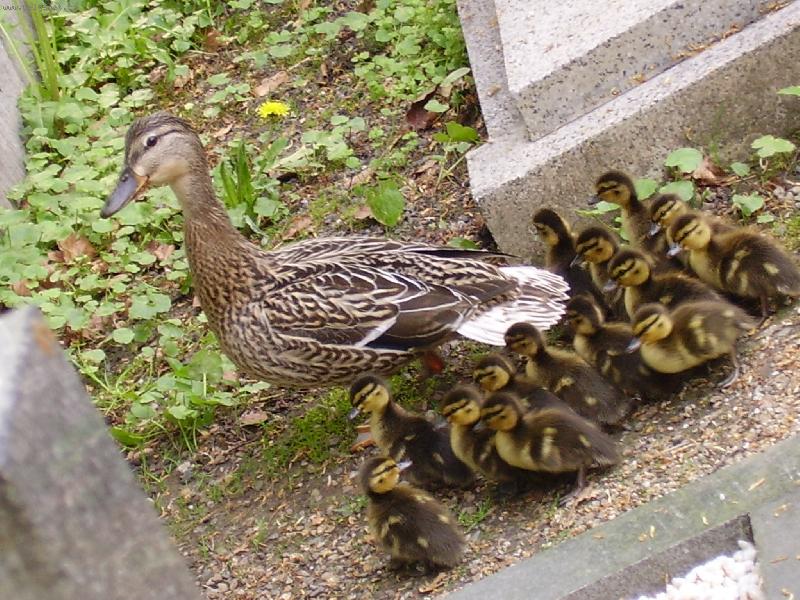 Foto: nov� �ivot se zrodil na h�bitov�