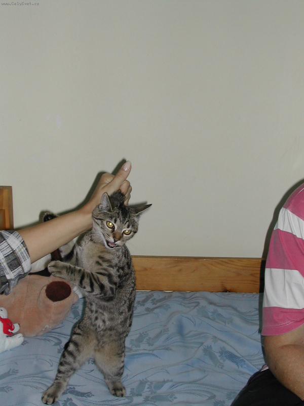 Foto: Tancuj�c� ko�ka