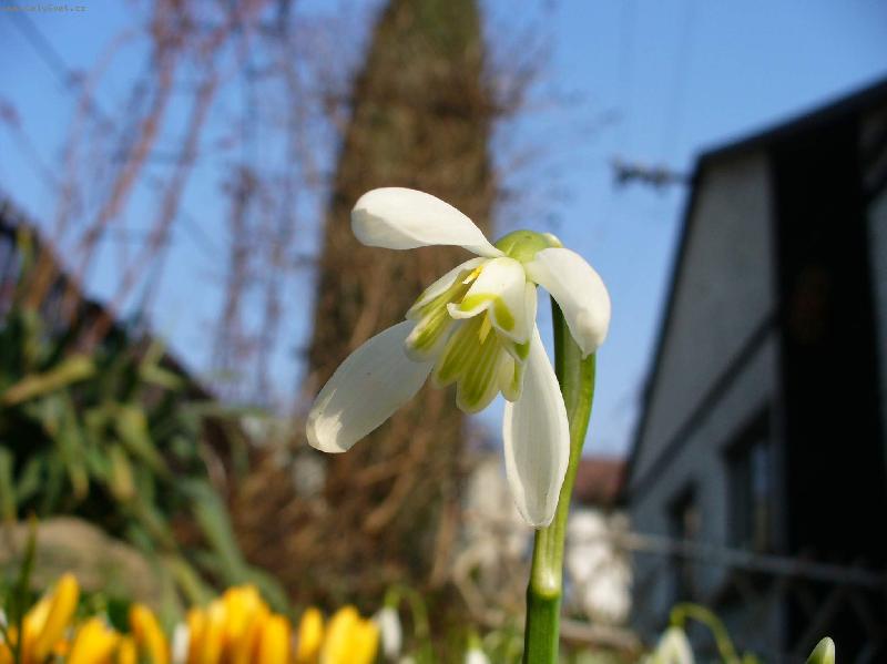 Foto: Sn�enka-Po��t�te spr�vn�, m�m 4 l�stky!