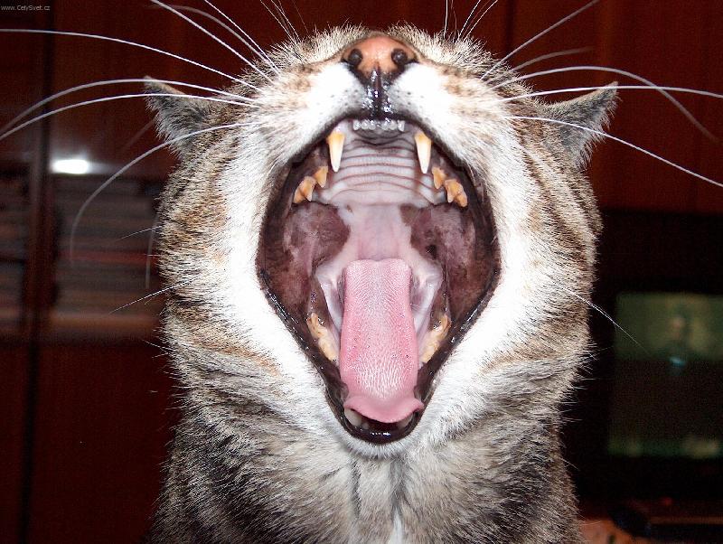 Foto: Z�vnut�-Takhle si na n�s otv�r� tlamu neust�le