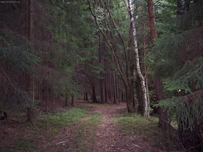 Foto: Lesn� p�iny-Lesn� z�kout� foceno p�i ven�en� ps�k�