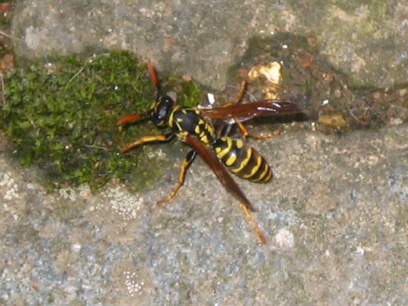 Foto: vosa