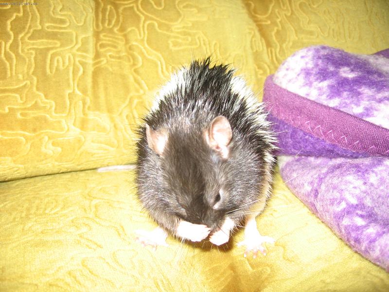 Foto: n� potk�nek