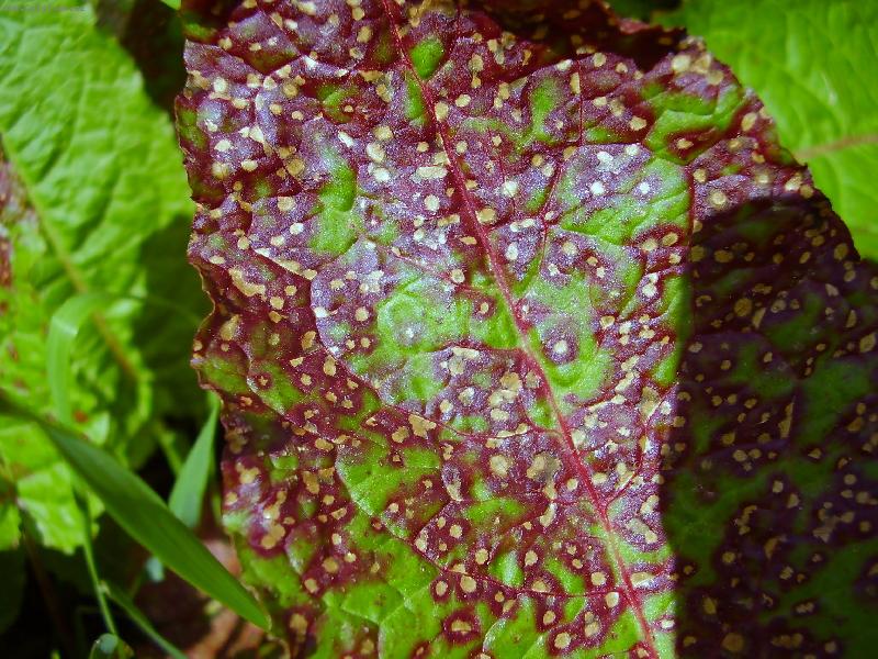 Foto: napaden� list