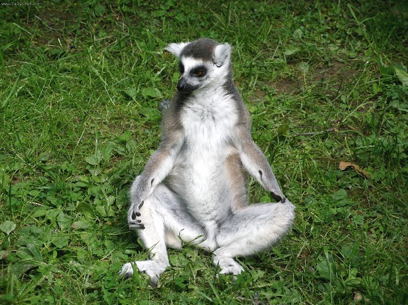 Foto: Lemur ZOO Le�n�-Neru�it, medituju!
