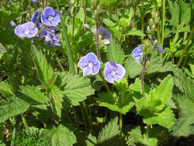 Foto: modr�-modr� je dobr�