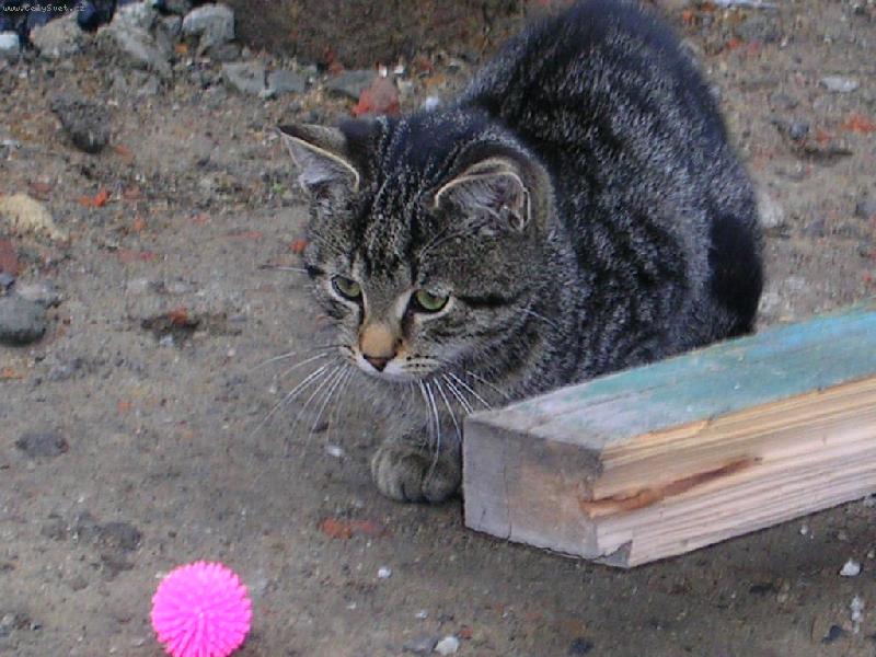 Foto: �i�ik s kuli�kou