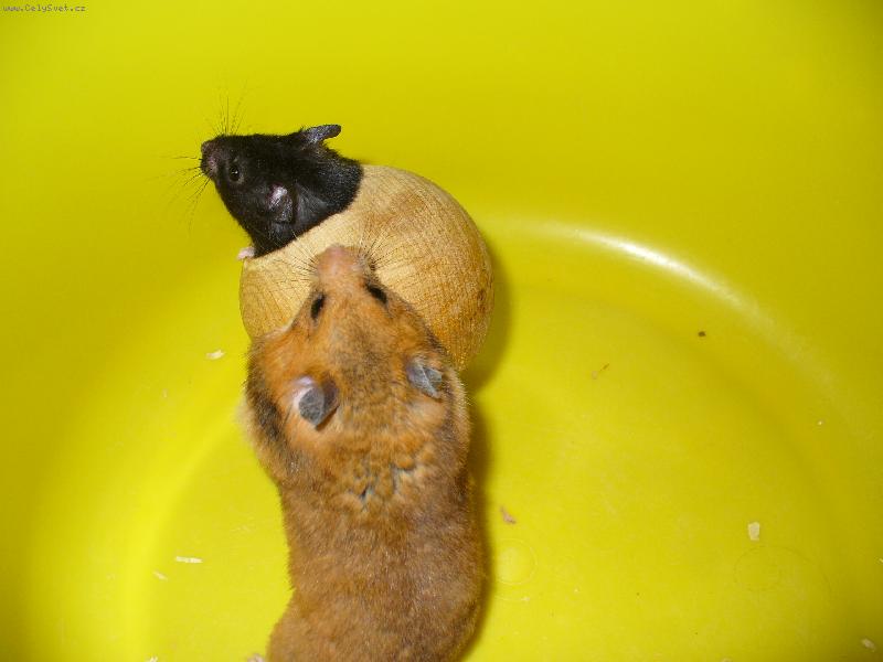 Foto: K�e�ci-M�mo, kde jsi?