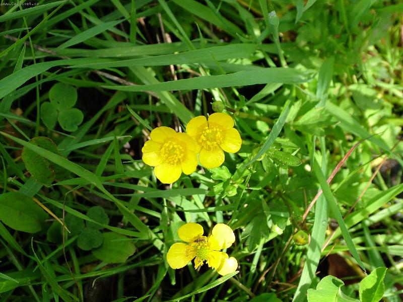 Foto: Jaro je v�ude-Prysky�n�k poln� - jako dv� slun��ka ve v�erej��m de�tiv�m dni