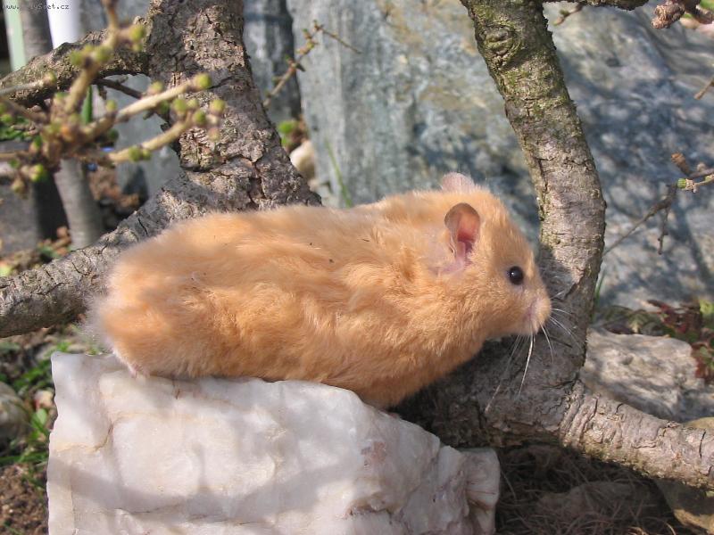 Foto: �a-muj kre�an Bafka na trati �islo 1