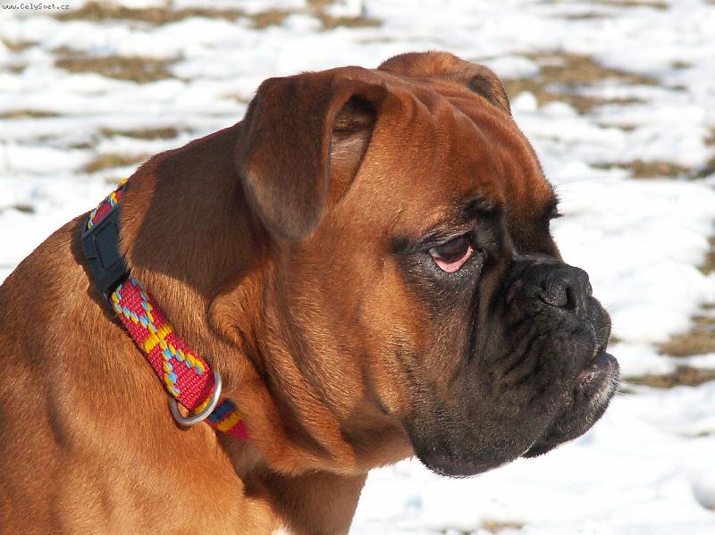 Foto: Woody