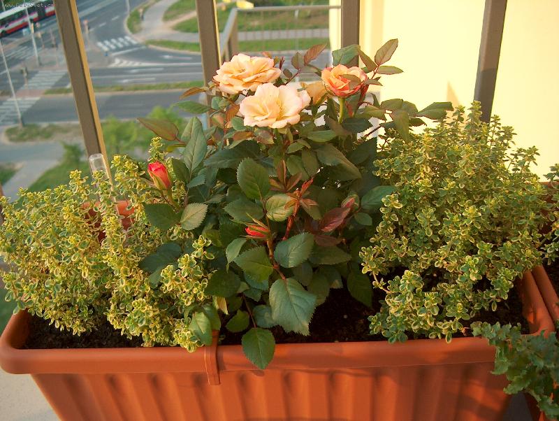 Foto: R��e v mate��dou�ce