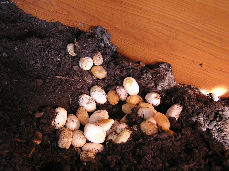 Foto: Vejce u�ovky �erven�