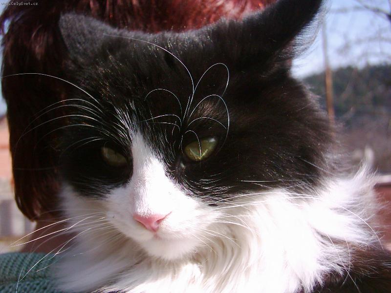 Foto: Soused