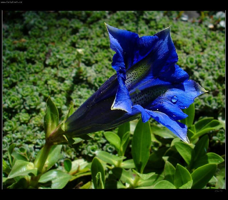 Foto: Ho�ec alpsk�