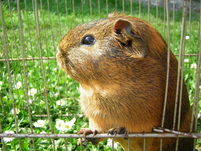 Foto: Kubicek jako kr�l...:-)