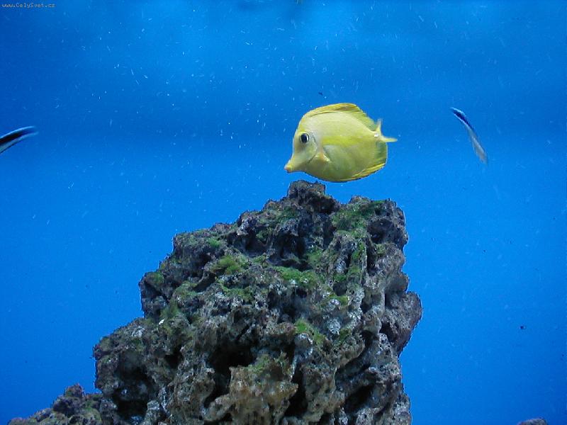 Foto: �lut� rybka :)