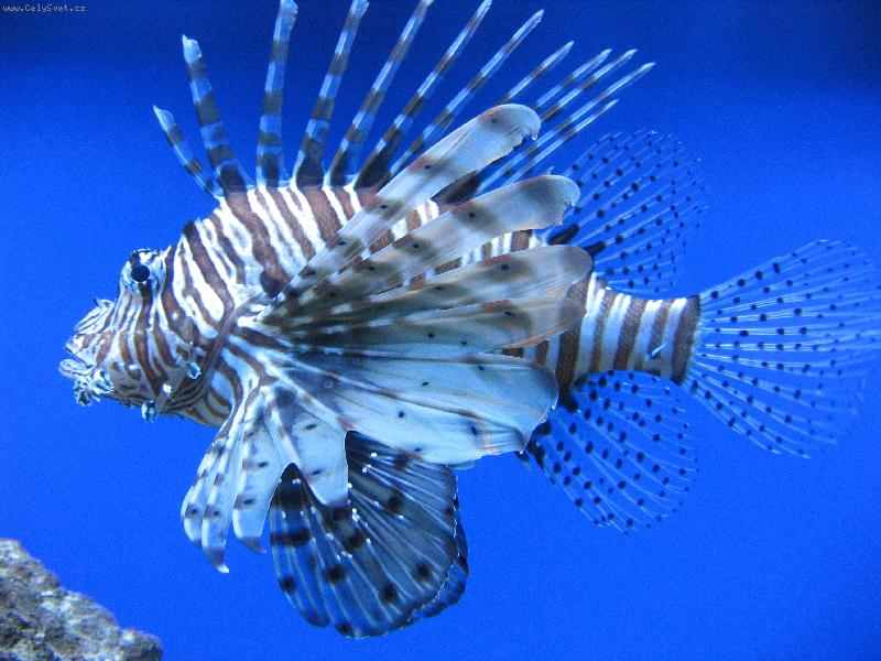 Foto: perut�n ohniv�