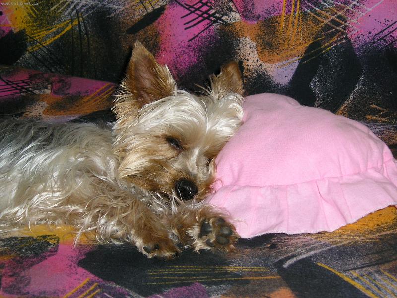 Foto: jork��r Jerry-to jsem j�